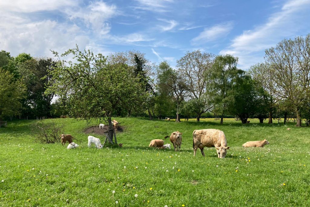 Weide vom Xantener Weiderind